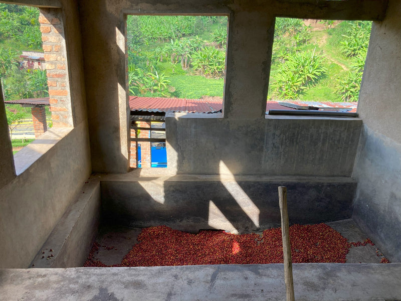 Rwanda Murundo Kivubelt People's Farm - Microlot 12 - 31723 - GrainPro Bags - SPOT RCWHSE