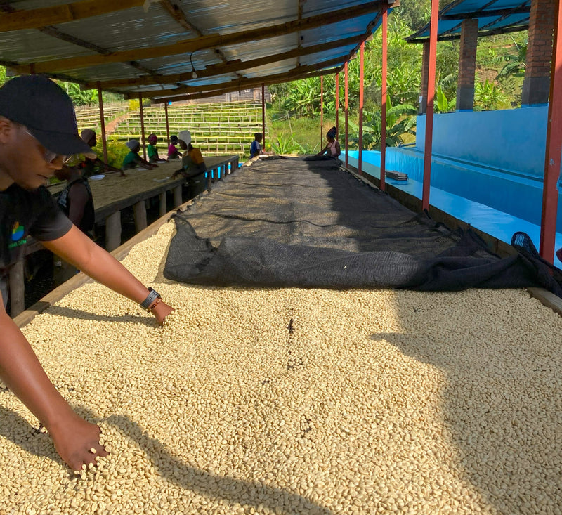 Rwanda Murundo Kivubelt People's Farm - 31720 - GrainPro Bags - SPOT RCWHSE