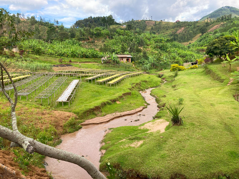 Rwanda Nyamasheke Kivubelt Murundo People's Farm - Lot 13 - 41493 - GrainPro Bags - ETA: Nov 04, 2026 - SEAFORTH