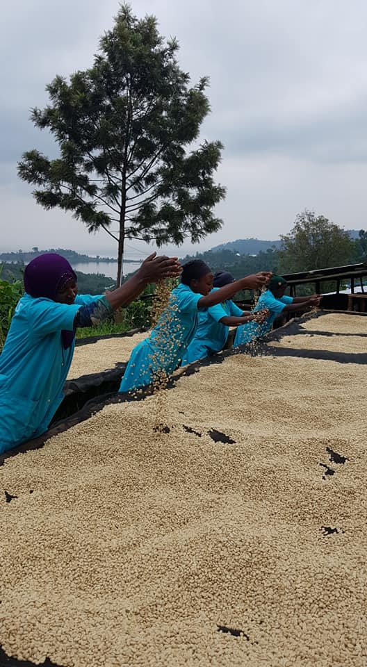 Rwanda Washed 15+ - 36979 - GrainPro Bags - SPOT SHANGHAI
