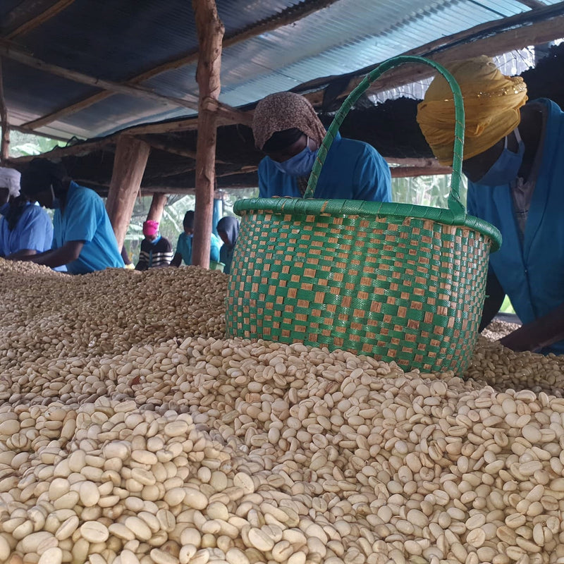 Rwanda Ngoma 15+ - *51415* - 25455-2 - GrainPro Bags - SPOT COSEATAC