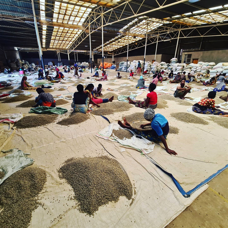 Rwanda Ngoma 15+ - *51415* - 25455-3 - GrainPro Bags - SPOT COSEATAC