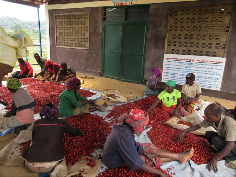 Rwanda Nyamasheke Kivubelt Nyaruzina - 31717 - GrainPro Bags - SPOT RCWHSE