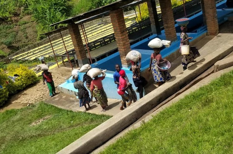 Rwanda Nyamasheke Kivubelt Nyaruzina - *51555* - 25693-1 - GrainPro Bags - SPOT RCWHSE