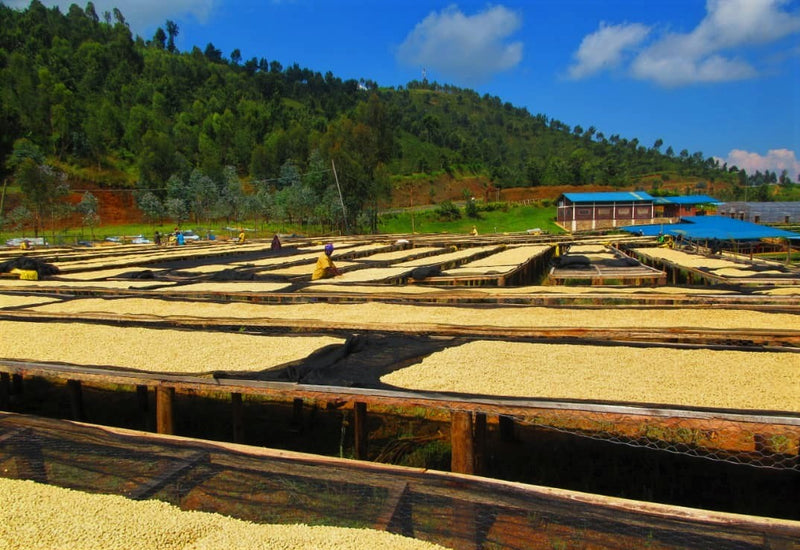 Rwanda Nyamasheke Kivubelt Nyaruzina - *51555* - 25693-1 - GrainPro Bags - SPOT RCWHSE