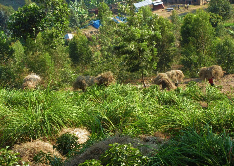 Rwanda Nyamasheke Kivubelt Nyaruzina - 31717 - GrainPro Bags - SPOT RCWHSE