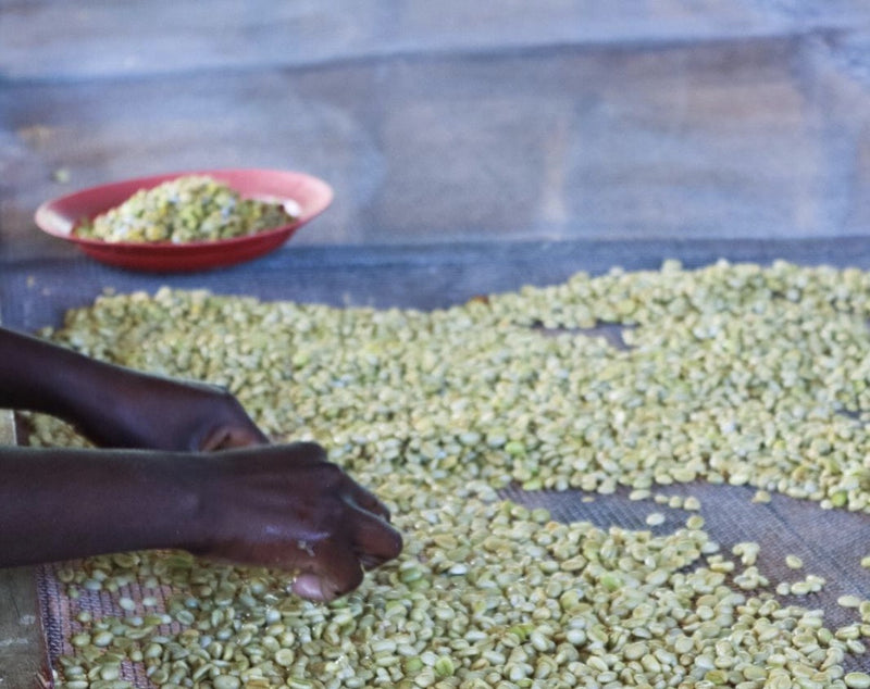 Rwanda Nyaruguru Busanze - Lot 2 - 38185 - GrainPro Bags - SPOT RCWHSE