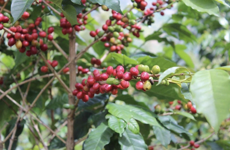 Rwanda Nyaruguru Busanze - Lot 2 - 38185 - GrainPro Bags - SPOT RCWHSE