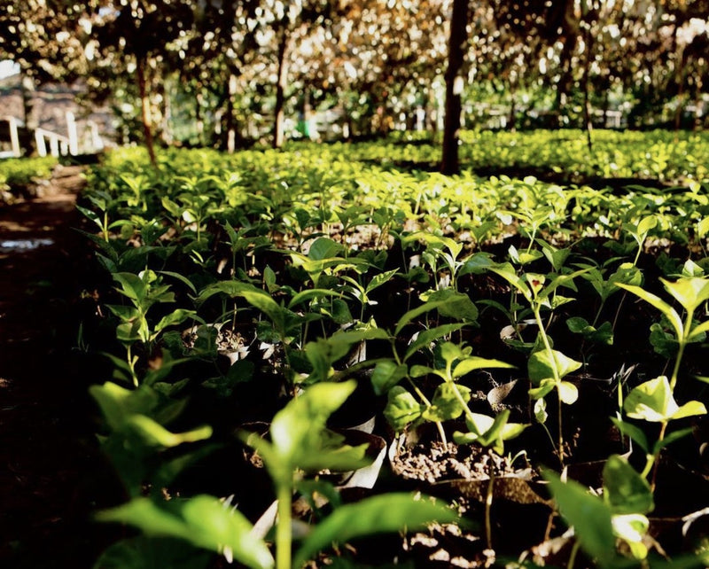 Rwanda Nyaruguru Rwamiko - Lot 1 - 38183 - GrainPro Bags - SPOT RCWHSE