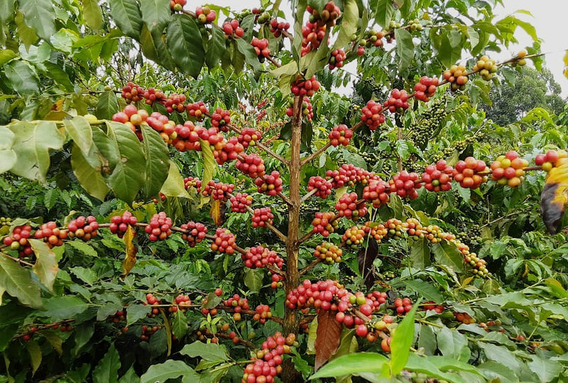 Rwanda Rulindo Murambi  - Lot 3 - 38181-2 - GrainPro Bags - SPOT COSEATAC