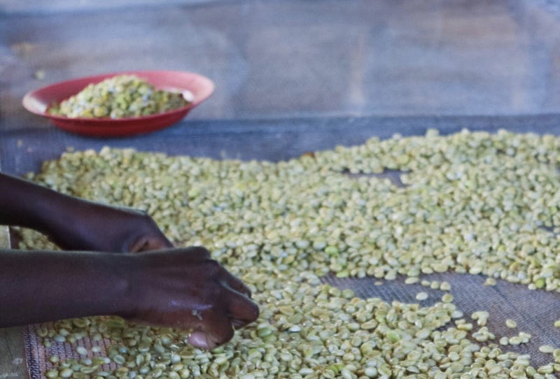 Rwanda Rulindo Murambi  - Lot 3 - 38181-2 - GrainPro Bags - SPOT COSEATAC