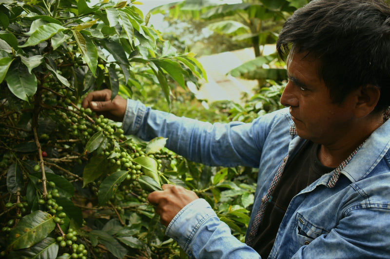 PERU ORGANIC CALLAYUC SAMUEL OBLITAS - *52069* - 27156 - GrainPro Bags - SPOT RCWHSE