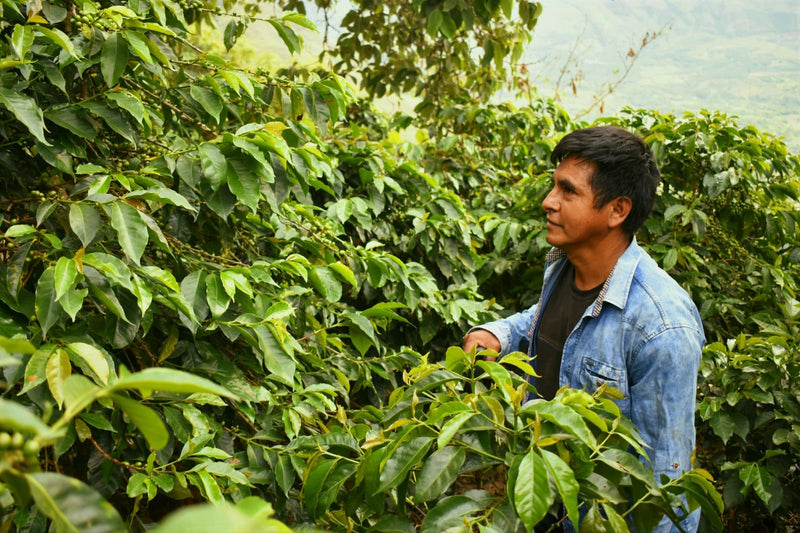 PERU ORGANIC CALLAYUC SAMUEL OBLITAS - *52069* - 27156 - GrainPro Bags - SPOT RCWHSE