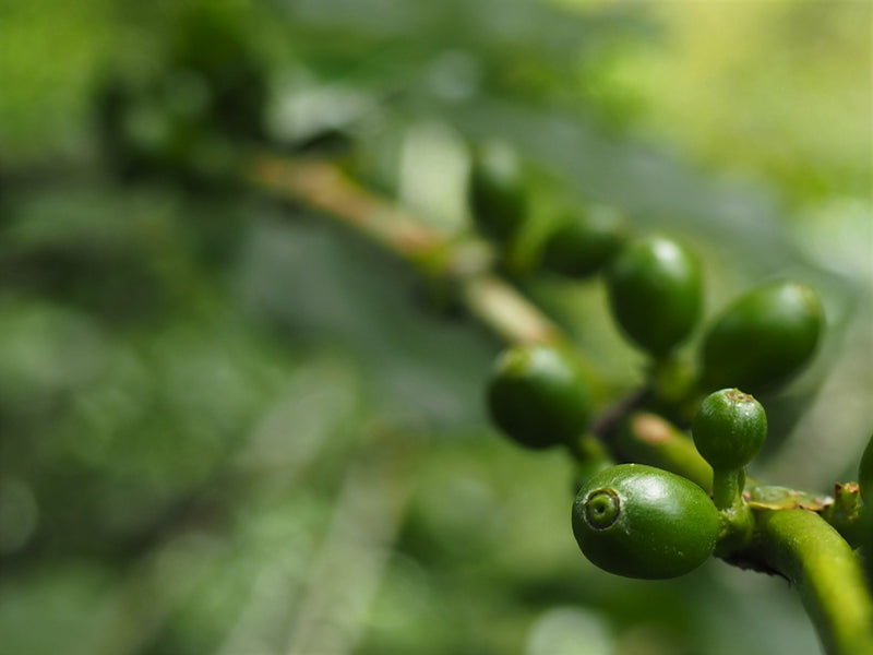 PERU ORGANIC CALLAYUC SAMUEL OBLITAS - *52069* - 27156 - GrainPro Bags - SPOT RCWHSE