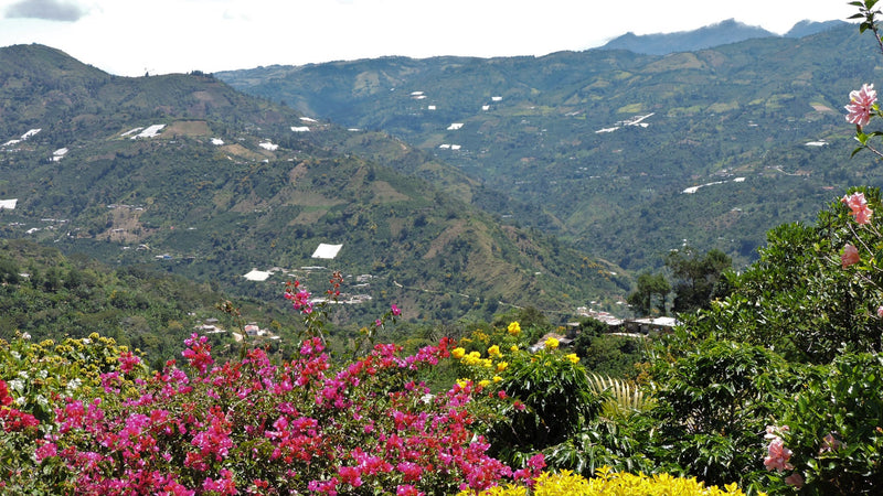 Colombia Narino San Pablo AA - *51420* - 24964 - GrainPro Bags - SPOT RCWHSE