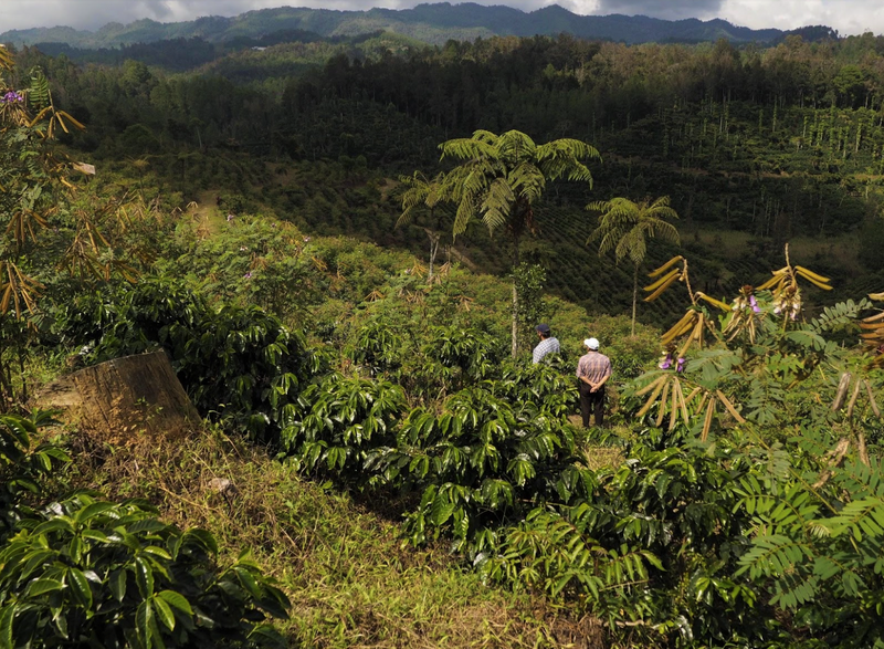 Guatemala Coban Finca Santa Isabel - Perfil Amargo - 31601 - Ecotact Bags - SPOT RCWHSE