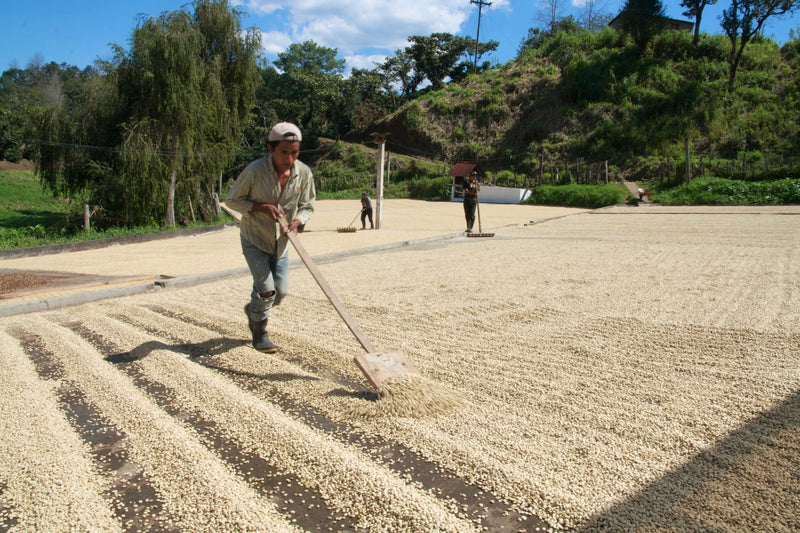 Guatemala Coban Finca Santa Isabel - Perfil Amargo - 31601 - Ecotact Bags - SPOT RCWHSE
