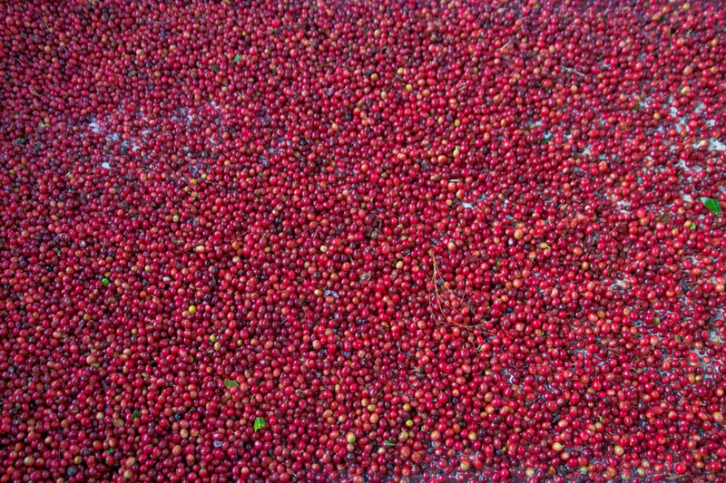 Guatemala Coban Finca Santa Isabel - Lot 51 - 28356 - GrainPro Bags - SPOT COSEATAC