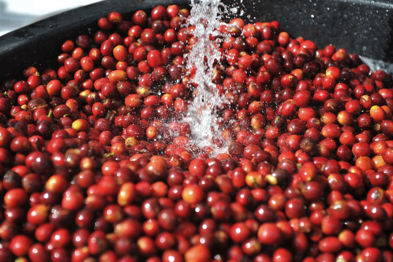 SULAWESI ORGANIC TORAJA BOLOKAN NATURAL - *50868* - 25893 - GrainPro Bags - SPOT RCWHSE