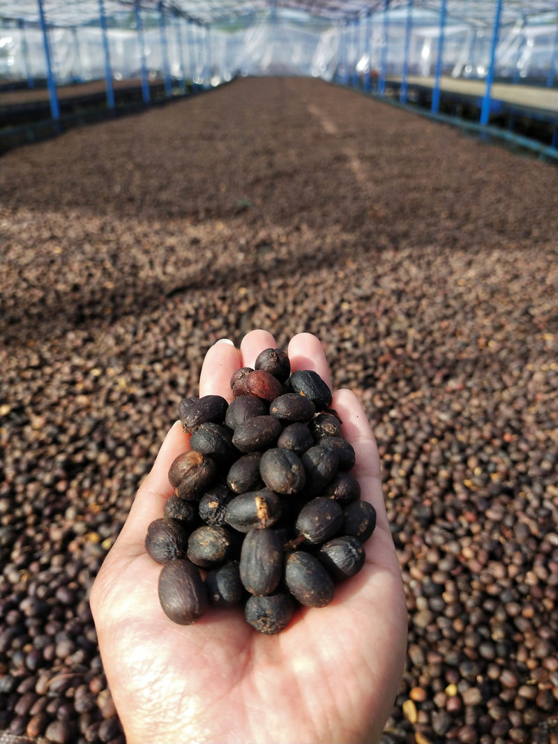 SULAWESI ORGANIC TORAJA BOLOKAN NATURAL - *50868* - 25893 - GrainPro Bags - SPOT RCWHSE