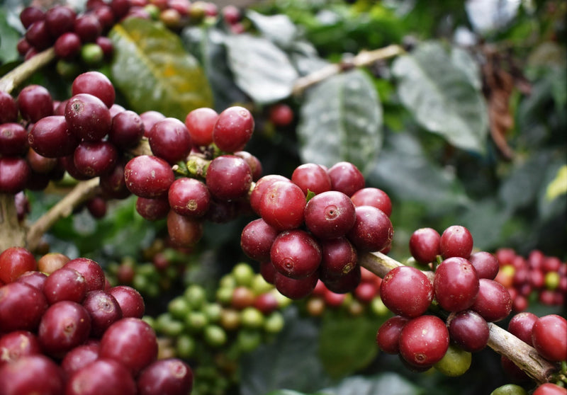 SULAWESI ORGANIC TORAJA BOLOKAN NATURAL - *50868* - 25893 - GrainPro Bags - SPOT RCWHSE