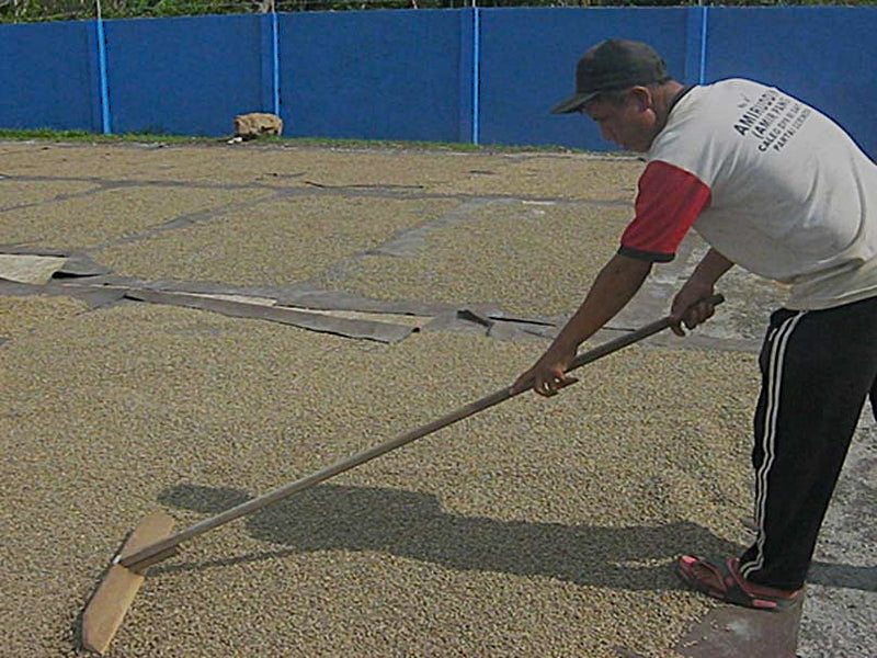 SUMATRA FT-FLO ORGANIC KSU RAHMAT KINARA MANDHELING GRADE 1 - 37041-3 - SPOT COMIDWEST