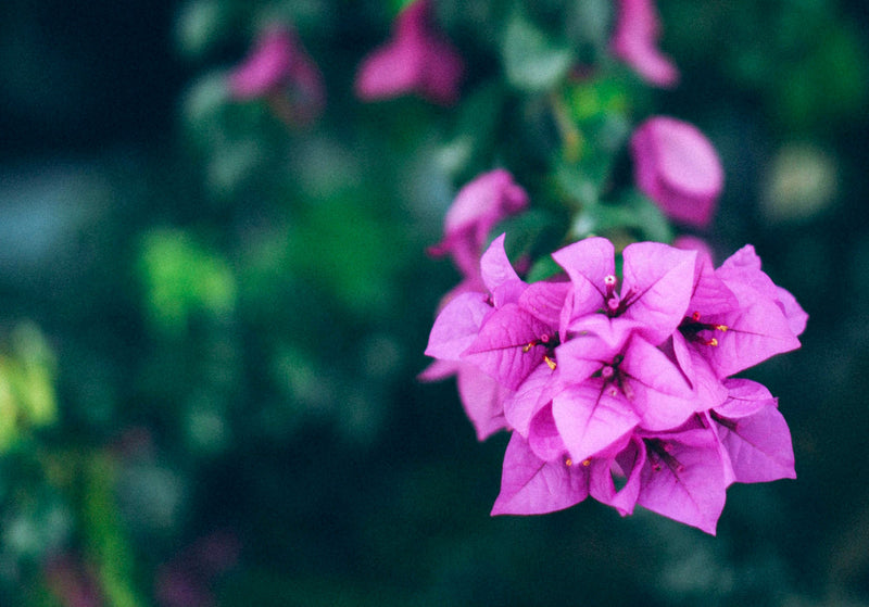 SUMATRA FT-FLO/USA ORGANIC TAKENGON RATU KETIARA WOMEN'S COOPERATIVE GAYO MANDHELING GRADE 1 - 32425 - GrainPro Bags - SPOT RCWHSE