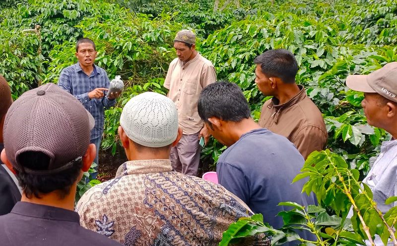 SUMATRA FT-FLO/USA ORGANIC ARA CAHAYANI GAYO - 34246-2 - SPOT DUPUYHOU