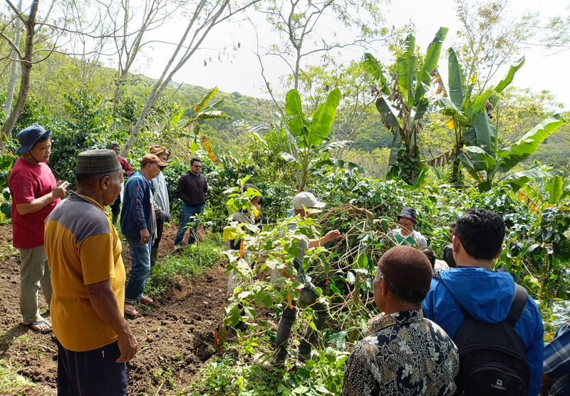 SUMATRA FT-FLO/USA ORGANIC ARA CAHAYANI GAYO - 34246-2 - SPOT DUPUYHOU