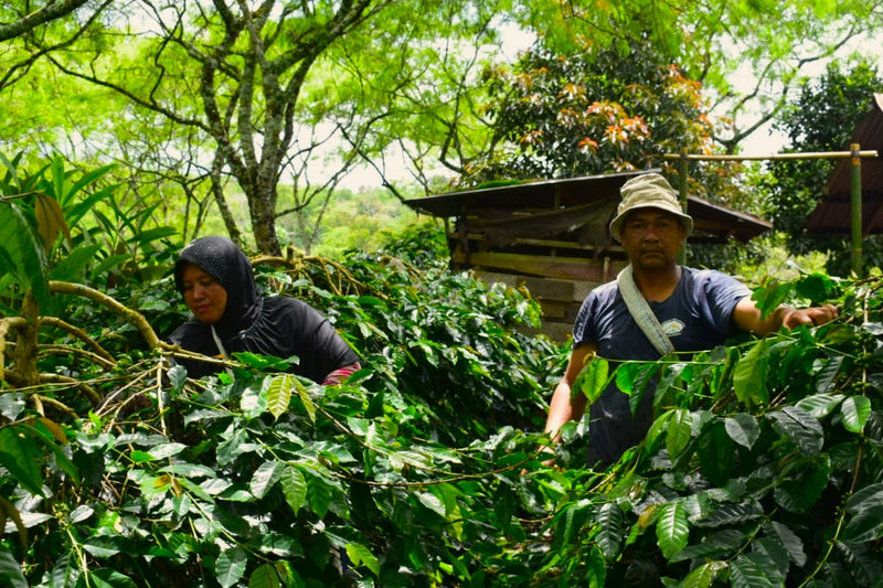 SUMATRA FT-FLO/USA ORGANIC ARA CAHAYANI GAYO - 34246 - SPOT RCWHSE