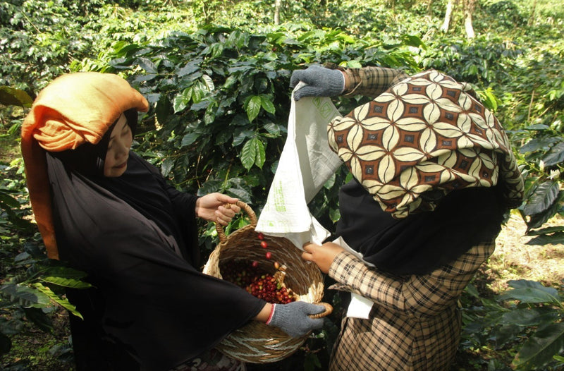 SUMATRA FT ORGANIC TAKENGON KKGO MANDHELING GRADE 1 - *50093* - 24434 - SPOT RCWHSE