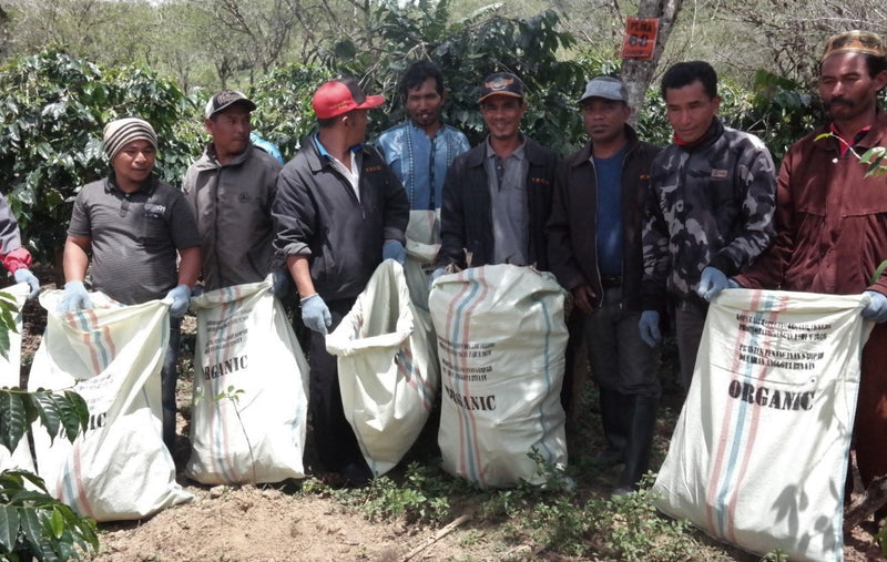 SUMATRA ORGANIC TAKENGON ATU LINTANG IKA MANDHELING GRADE 1 - *49164* - 24437 - SPOT RCWHSE