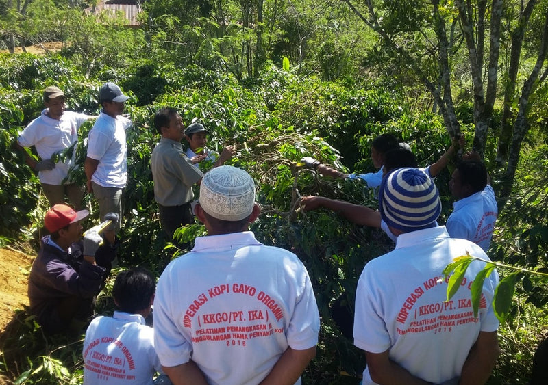 SUMATRA ORGANIC TAKENGON ATU LINTANG IKA MANDHELING GRADE 1 - *49164* - 24437 - SPOT RCWHSE