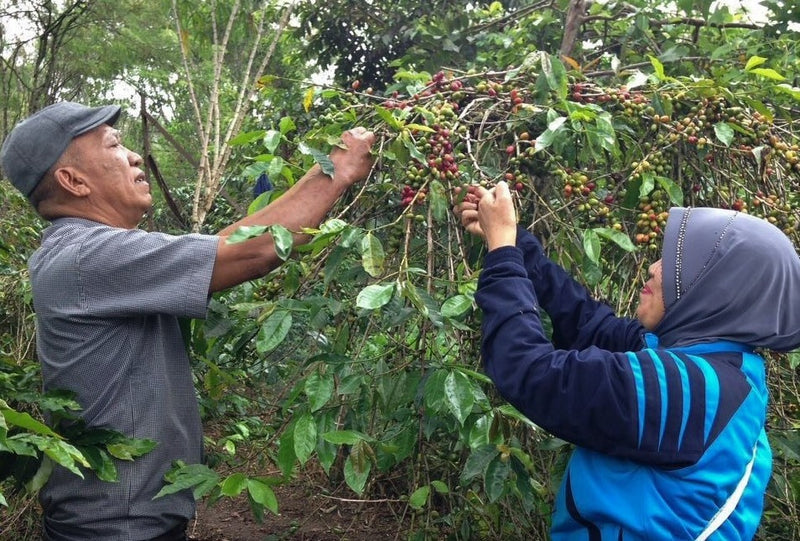 SUMATRA ORGANIC TAKENGON ATU LINTANG IKA MANDHELING GRADE 1 - 33511 - GrainPro Bags - SPOT RCWHSE