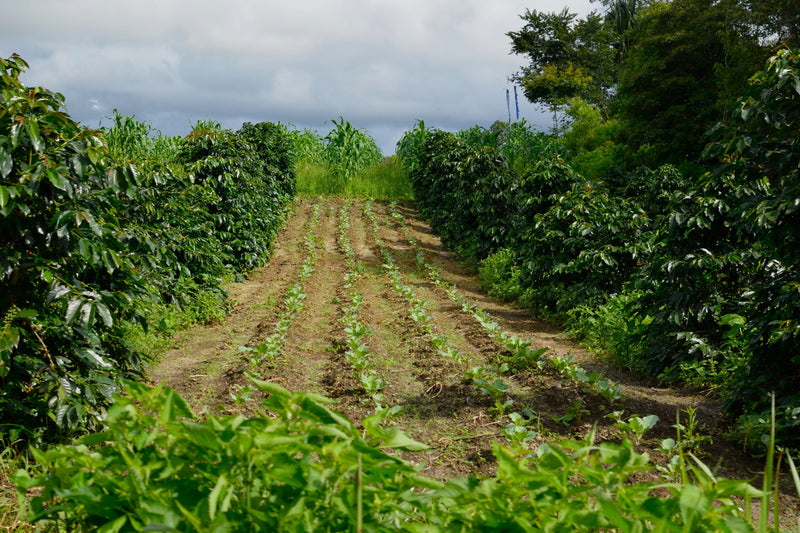 SUMATRA ORGANIC BENER MERIAH MANDHELING GRADE 1 - *51661* - 24162 - SPOT RCWHSE