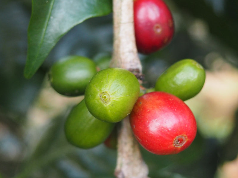 Sumatra Takengon Mandheling Grade 1 - 36594 - SPOT RCWHSE