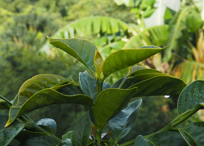 Sumatra Takengon Mandheling Grade 1 - *49957* - 24137 - SPOT RCWHSE