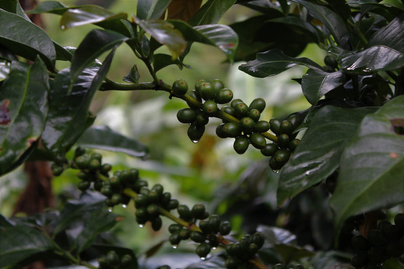 Sumatra Yudi Putra Mandheling Grade 1 - 29647 - SPOT RCWHSE