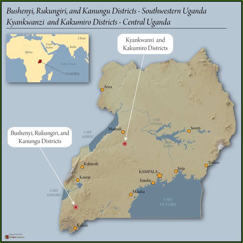 Uganda Robusta Cherry 17 - 38143-1 - SPOT SEAFORTH