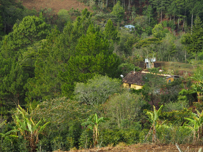 Honduras San Marco Supremo SHG EP - *50889* - 23897 - 70.0 kg Bags - SPOT RCWHSE