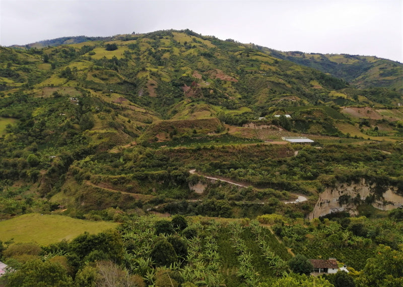 Colombia Narino San Pablo AA - *51420* - 24964 - GrainPro Bags - SPOT RCWHSE