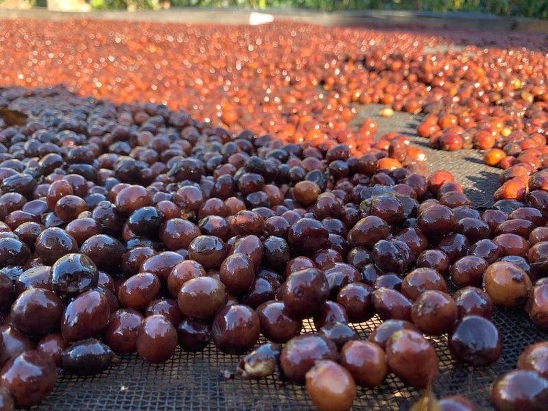 Ethiopia Gedeb 1 Natural Premium Preparation Wuri - *46853* - 25475 - GrainPro Bags - SPOT RCWHSE