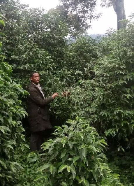 Ethiopia Farmgate COE National Select Jury West Arsi 1 Natural Seid Adem Boruu - 29928 - GrainPro Bags - SPOT RCWHSE