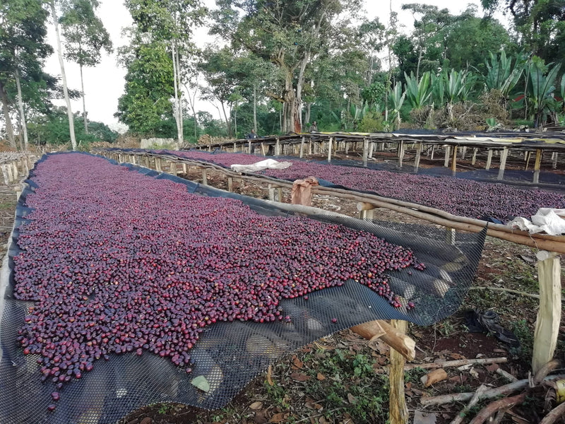 Ethiopia Guji 1 Natural Shakiso - *46849* - 25478 - GrainPro Bags - SPOT RCWHSE