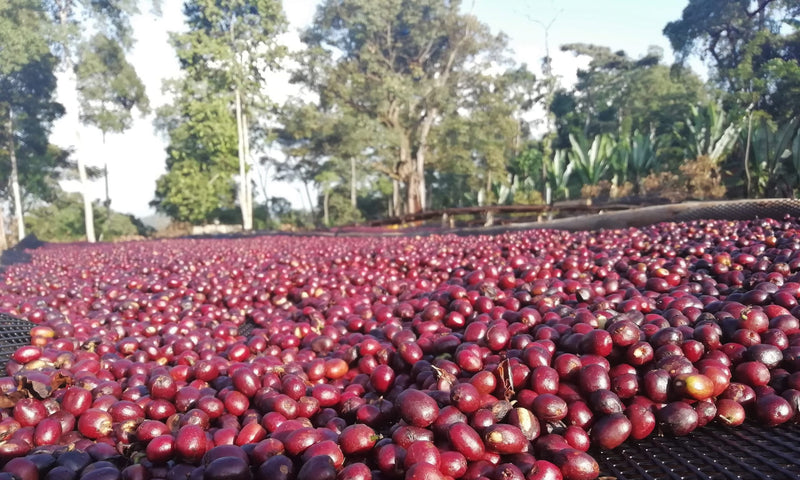 Ethiopia Guji 1 Natural Shakiso - *46849* - 25478 - GrainPro Bags - SPOT RCWHSE