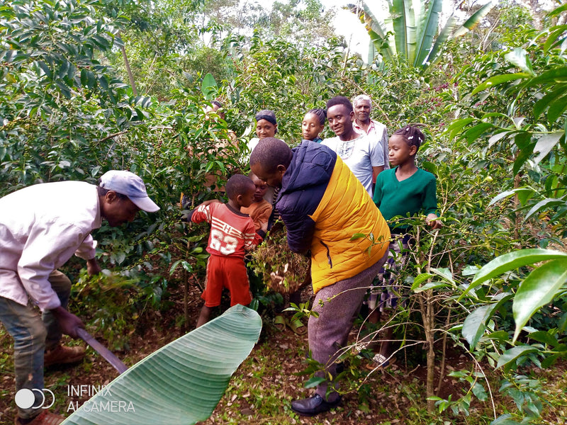 ETHIOPIA YIRGACHEFFE 1 NATURAL ORGANIC SHEFERAW GELEGELU - 28840 - GrainPro Bags - SPOT RCWHSE