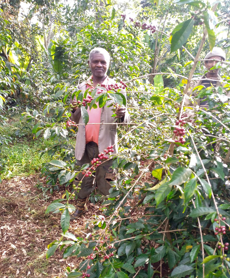 ETHIOPIA YIRGACHEFFE 1 NATURAL ORGANIC SHEFERAW GELEGELU - 28840 - GrainPro Bags - SPOT RCWHSE