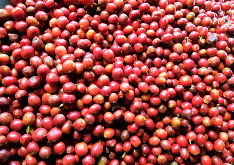 ETHIOPIA YIRGACHEFFE 1 NATURAL ORGANIC SHEFERAW GELEGELU - 28840 - GrainPro Bags - SPOT RCWHSE