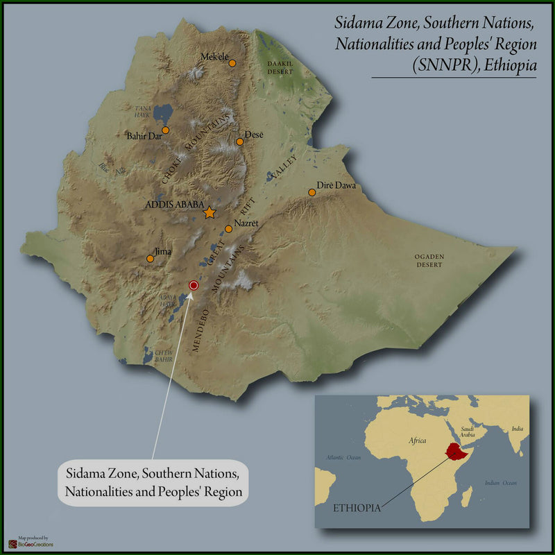 ETHIOPIA SIDAMA 2 WASHED FT ORGANIC HOMACHO WAENO - *52557* - 27630 - Ecotact Bags - SPOT COSEATAC