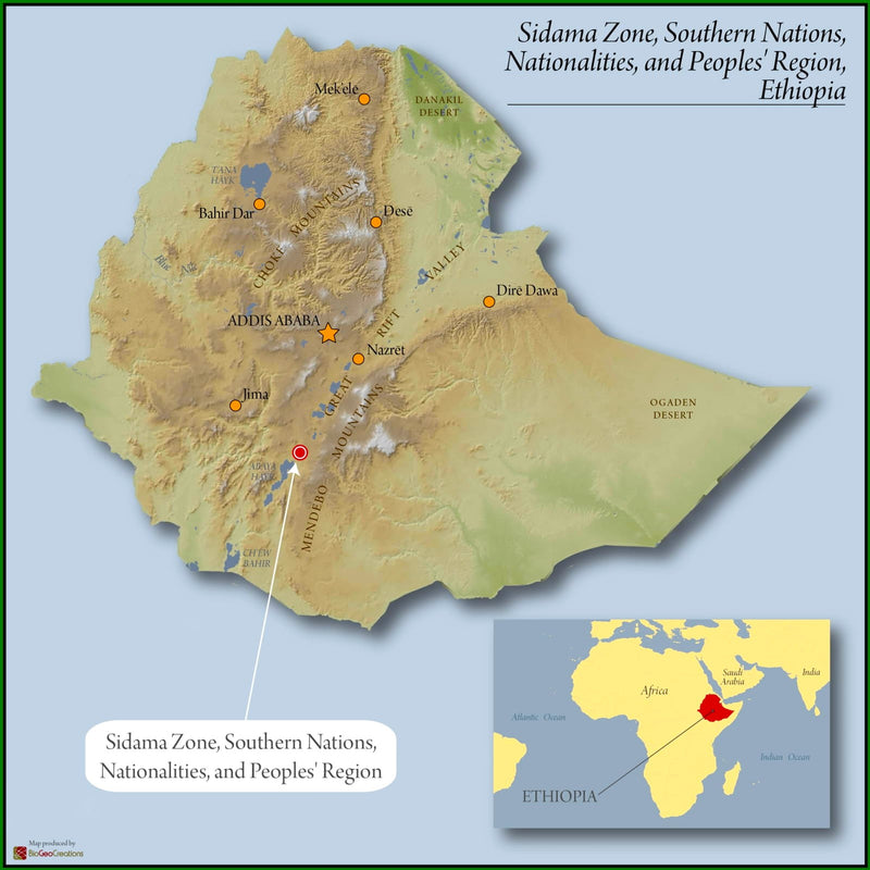 ETHIOPIA SIDAMA 2 WASHED FT-FLO/USA ORGANIC SHANTA GOLBA - 30695-2 - Ecotact Bags - SPOT DUPUYHOU